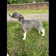 Whippet - Both