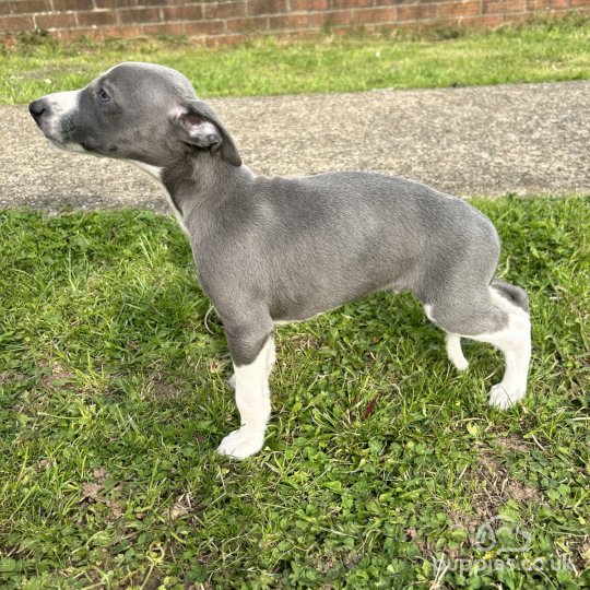 Long haired whippet puppies for sale online