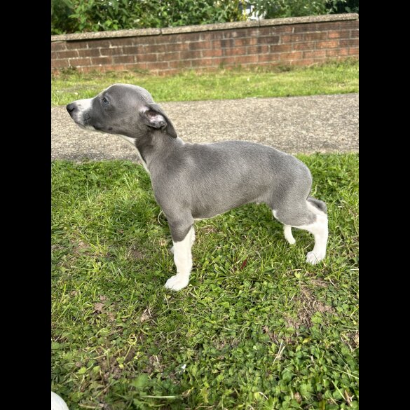 Whippet - Both