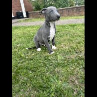 Whippet - Both
