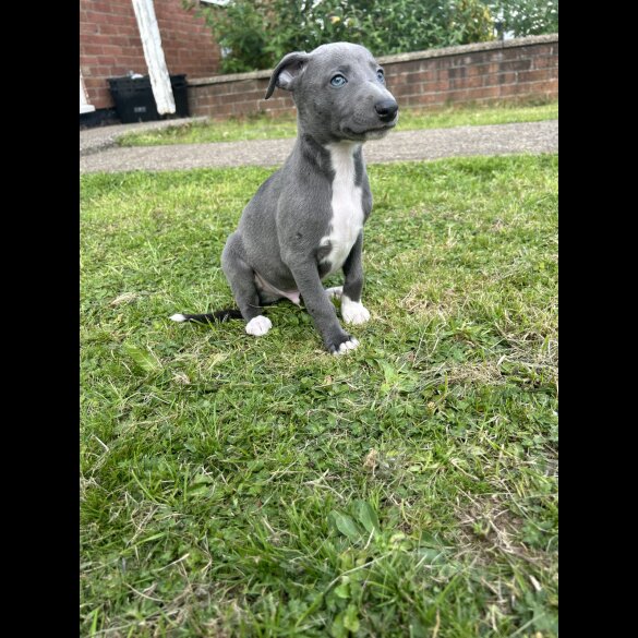 Whippet - Both