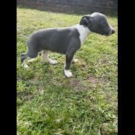 Whippet - Both