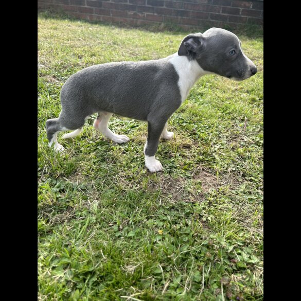 Whippet - Both