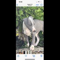Whippet - Both
