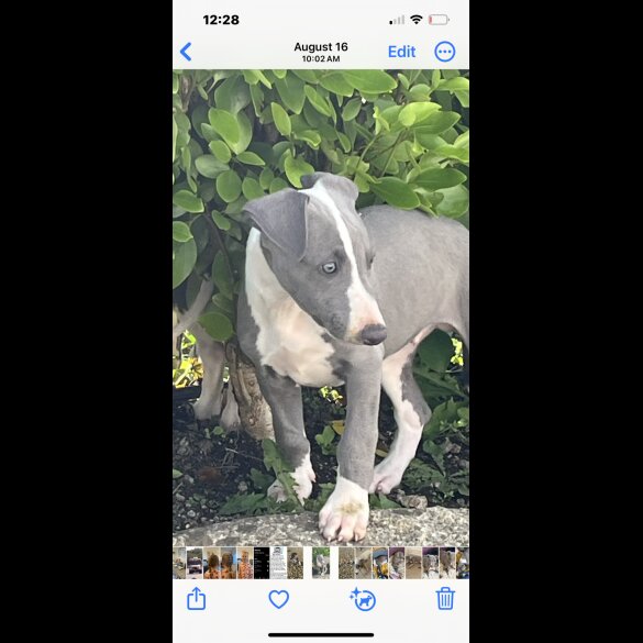 Whippet - Both