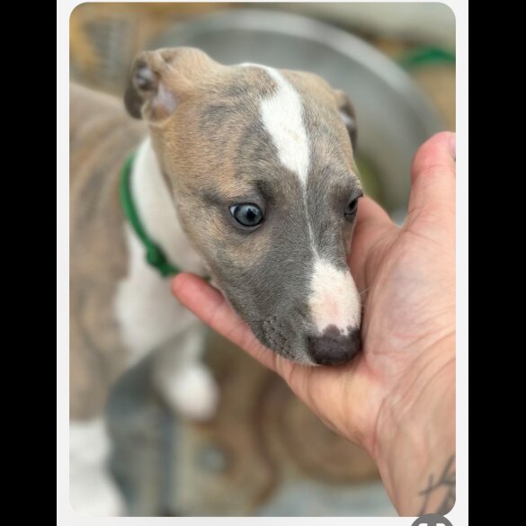 Whippet - Both
