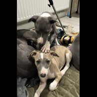 Whippet - Both