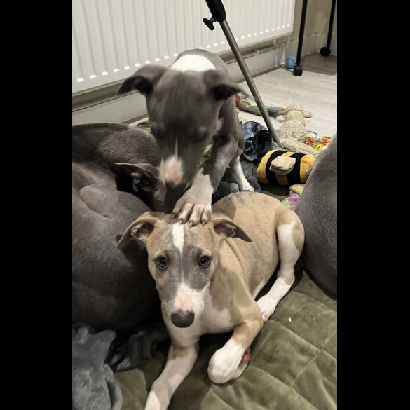Whippet - Both