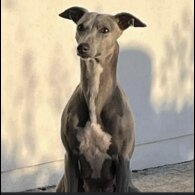 Whippet - Both