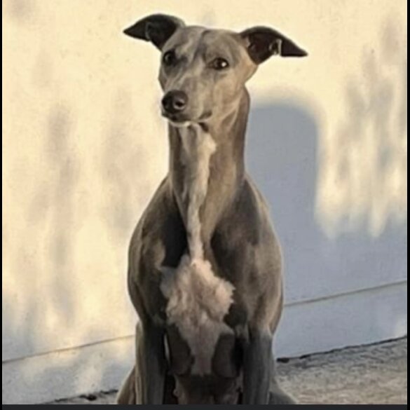 Whippet - Both