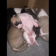 Whippet - Dogs