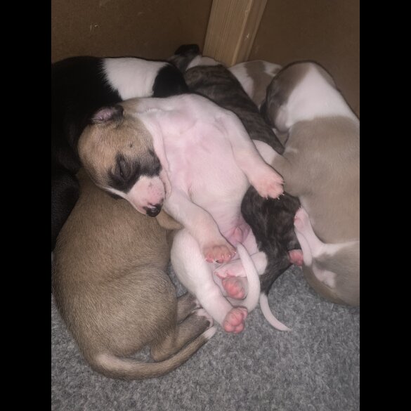 Whippet - Dogs