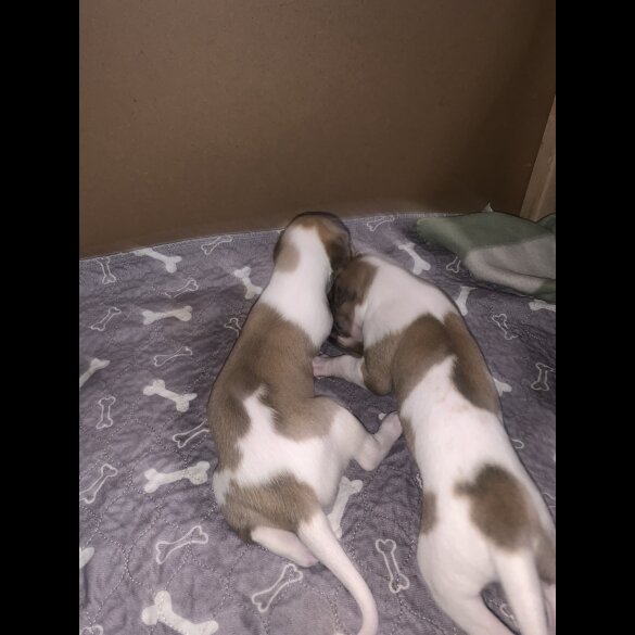 Whippet - Dogs