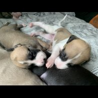 Whippet - Dogs