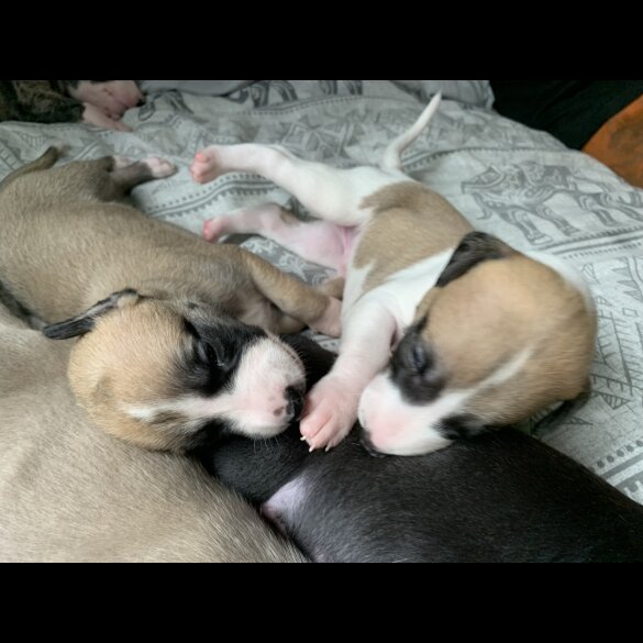 Whippet - Dogs