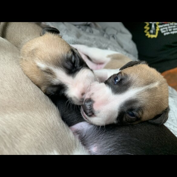 Whippet - Dogs