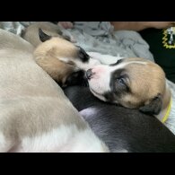 Whippet - Dogs