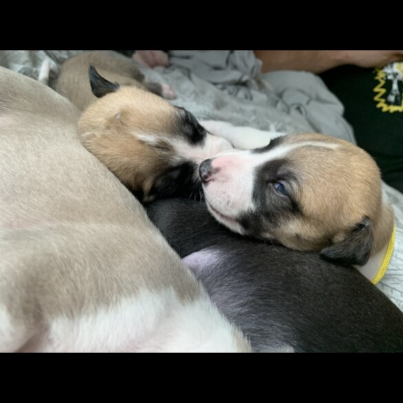 Whippet - Dogs