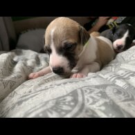 Whippet - Dogs