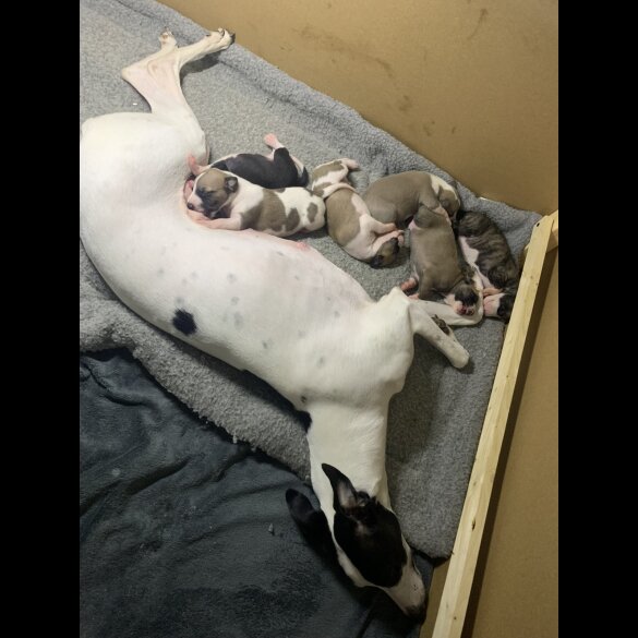 Whippet - Dogs