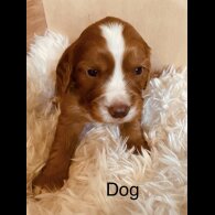 Cocker Spaniel (Working &amp; Show) - Both