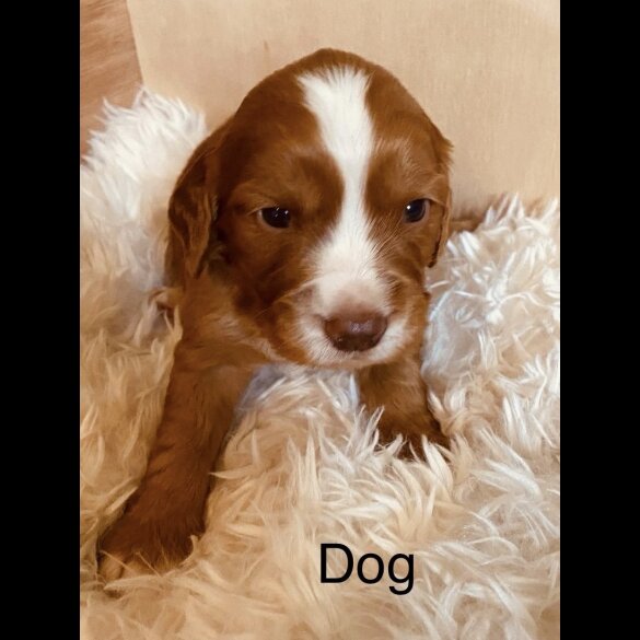 Cocker Spaniel (Working &amp; Show) - Both