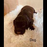 Cocker Spaniel (Working &amp; Show) - Both