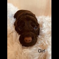 Cocker Spaniel (Working &amp; Show) - Both