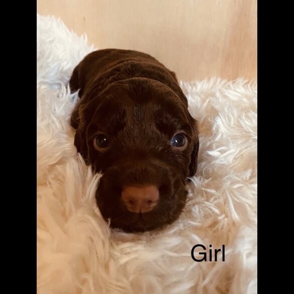 Cocker Spaniel (Working &amp; Show) - Both