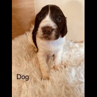 Cocker Spaniel (Working &amp; Show) - Both