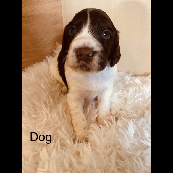 Cocker Spaniel (Working &amp; Show) - Both