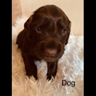 Cocker Spaniel (Working &amp; Show) - Both