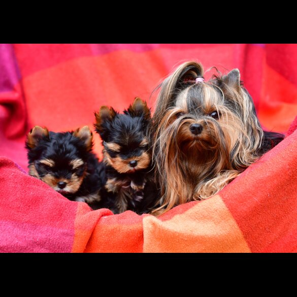 Yorkshire Terrier - Both