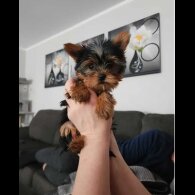 Yorkshire Terrier - Both