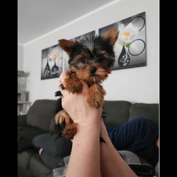 Yorkshire Terrier - Both
