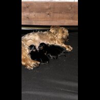 Yorkshire Terrier - Both