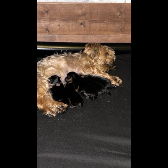 Yorkshire Terrier - Both