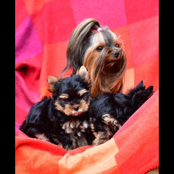 Yorkshire Terrier - Both