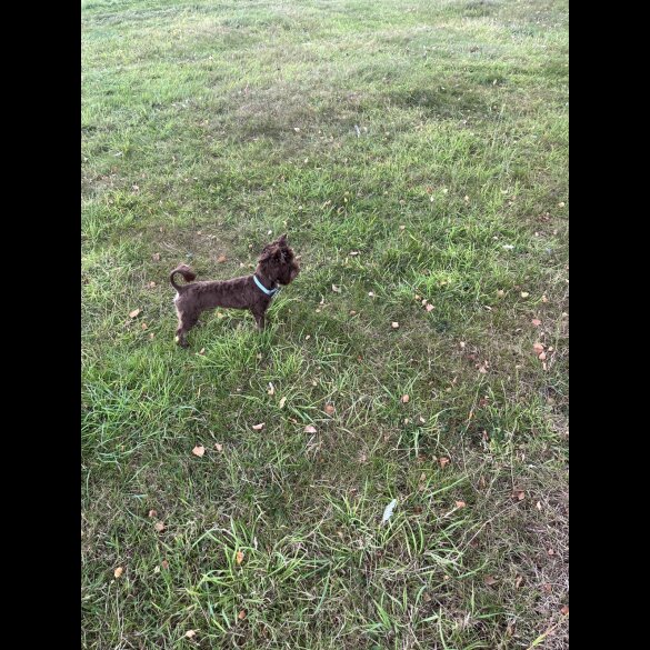 Yorkshire Terrier
