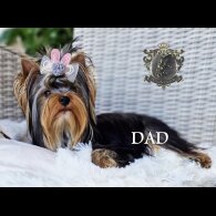 Yorkshire Terrier - Both