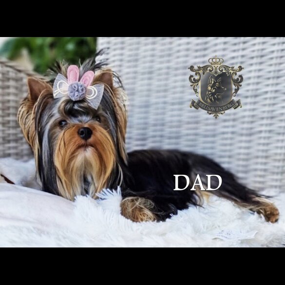 Yorkshire Terrier - Both