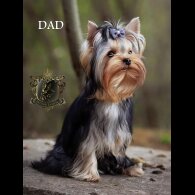 Yorkshire Terrier - Both
