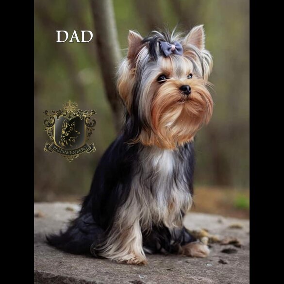 Yorkshire Terrier - Both