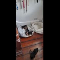 Yorkshire Terrier - Bitches