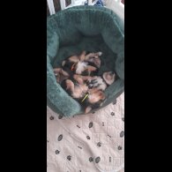 Yorkshire Terrier - Bitches