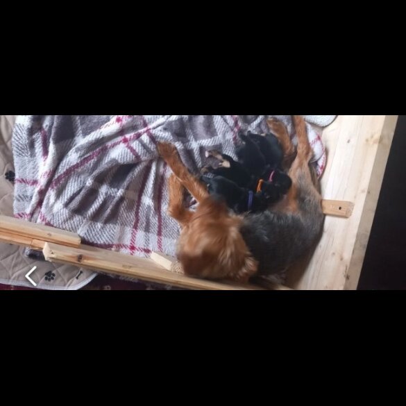 Yorkshire Terrier - Bitches