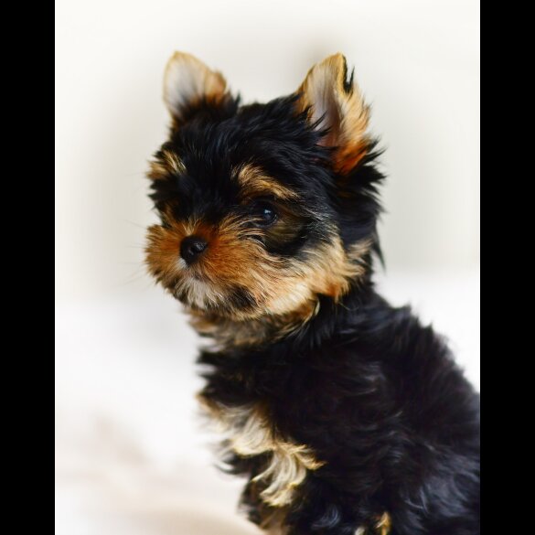 Yorkshire Terrier - Both