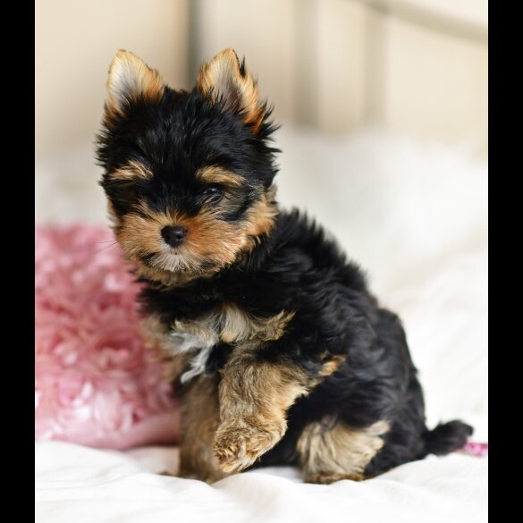 Yorkshire Terrier - Both