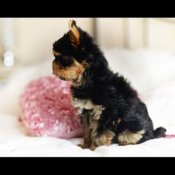 Yorkshire Terrier - Both