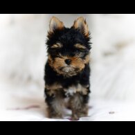 Yorkshire Terrier - Both